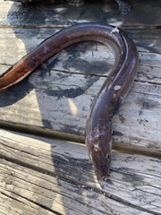 Conger oceanicus