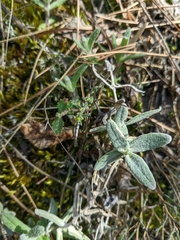 Cerastium biebersteinii