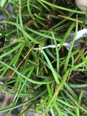 Tillandsia recurvata