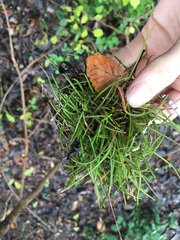 Tillandsia recurvata