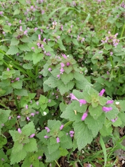 Lamium purpureum