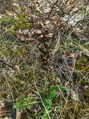 Pedicularis sibthorpii