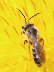 Anthophila