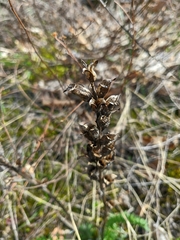Pedicularis sibthorpii