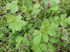 Geum urbanum