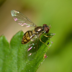 Toxomerus marginatus