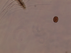 Coscinodiscophycidae