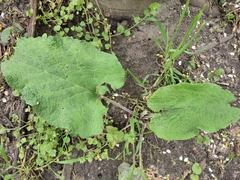 Arctium lappa