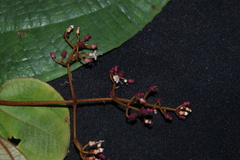 Miconia biolleyana