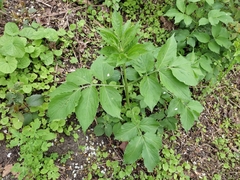 Sambucus nigra