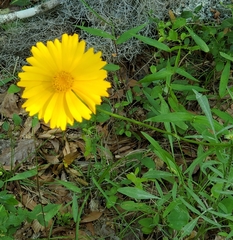 Coreopsis lanceolata image