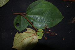 Miconia biolleyana