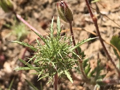 Navarretia tagetina
