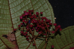 Miconia biolleyana