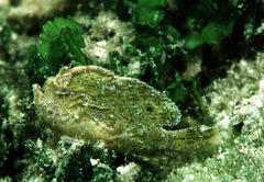 Dwarf Frogfish photo 5