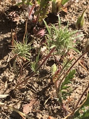 Navarretia tagetina