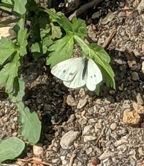 Pieris rapae
