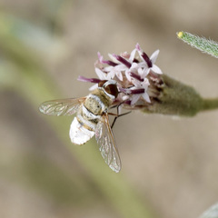Lepidanthrax eremicus