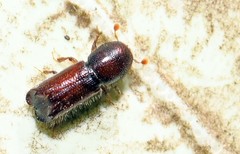 Xylocleptes bispinus