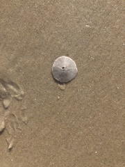 Echinarachnius parma