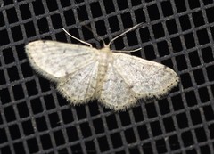 Idaea pilosata