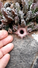 Huernia barbata
