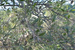 Aspidosperma quebracho-blanco