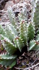 Huernia barbata