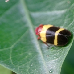 Sphenorhina