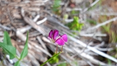 Dolichos hastiformis