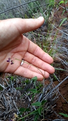 Dolichos hastiformis