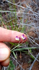 Dolichos hastiformis