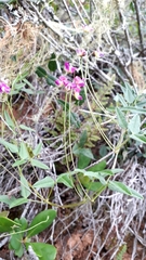 Dolichos hastiformis