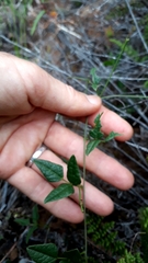 Dolichos hastiformis