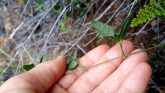 Dolichos hastiformis