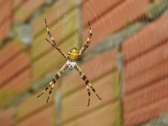 Argiope argentata
