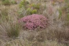 Erica dispar