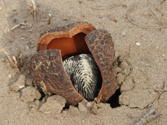 Prosopanche americana