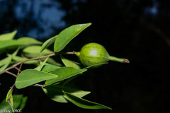 Synaptolepis perrieri