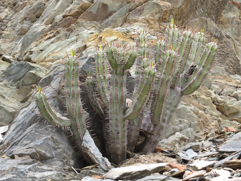 Euphorbia heptagona