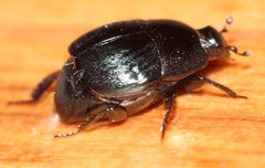 Histerinae