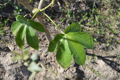 Jatropha macrocarpa