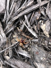 Dysdera crocata