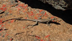 Platysaurus capensis