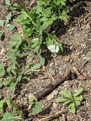 Pieris rapae