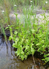 Gymnocoronis spilanthoides