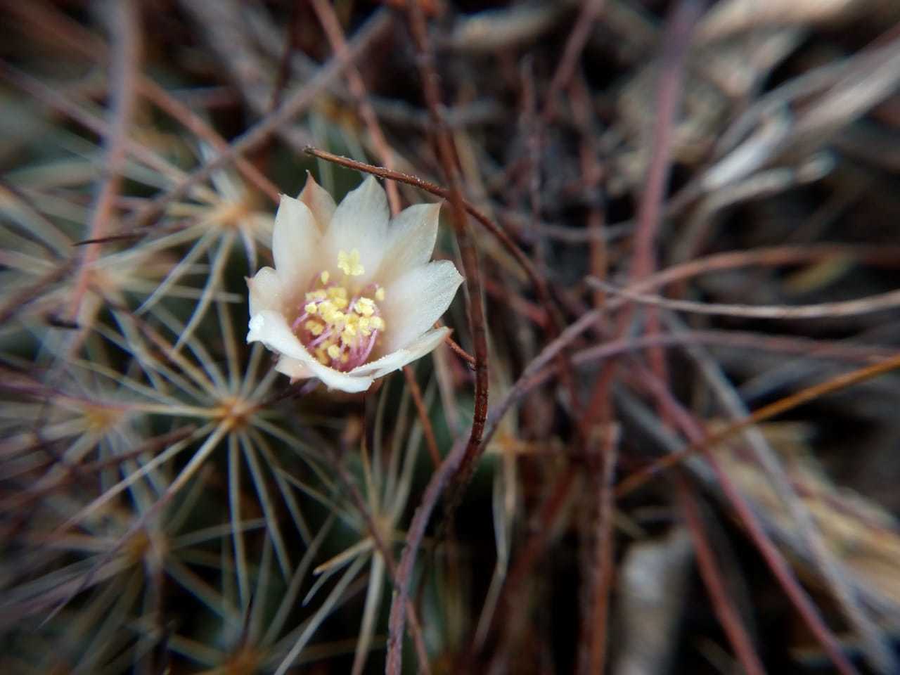 Mammillaria mathildae  iNaturalist