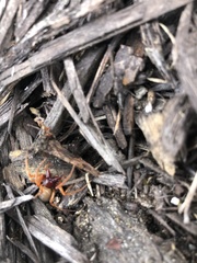 Dysdera crocata
