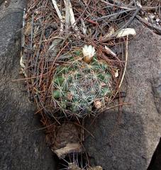Mammillaria mathildae