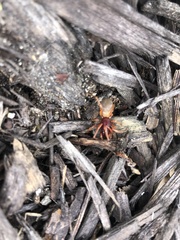 Dysdera crocata